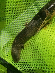 Siren intermedia