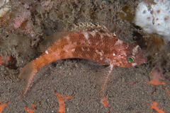 Cyprinocirrhites polyactis