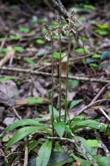 Cyclopogon elatus
