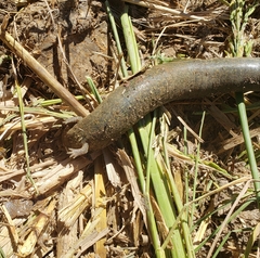 Siren intermedia