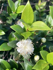 Myrtus