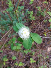 Spiraea chamaedryfolia