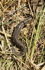 Siren intermedia