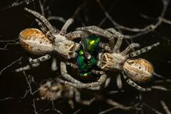 Stegodyphus dumicola