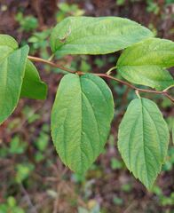 Spiraea chamaedryfolia