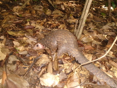 Phataginus tricuspis