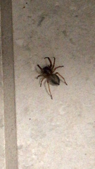 Trachelidae