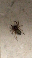 Trachelidae