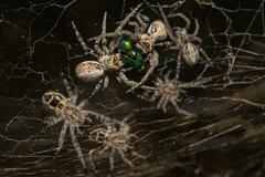 Stegodyphus dumicola