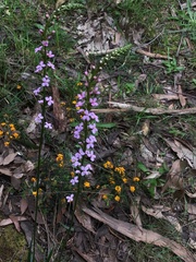Stylidium armeria