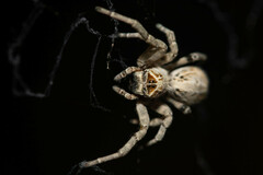 Stegodyphus dumicola