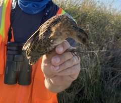 Coturnicops noveboracensis