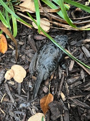 Junco hyemalis
