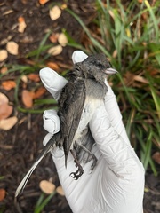 Junco hyemalis