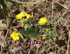 Heterotheca subaxillaris