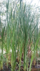 Typhaceae