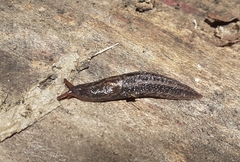 Limax maximus
