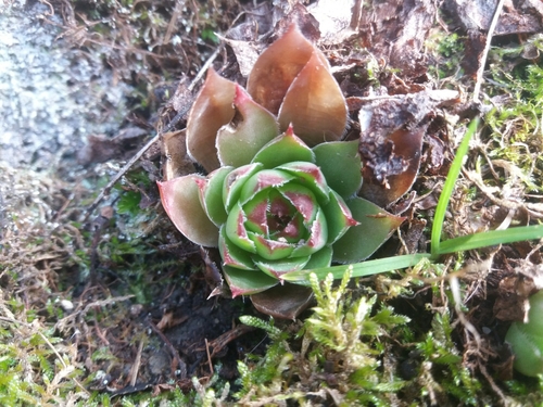 skalnica strechová (Sempervivum tectorum)