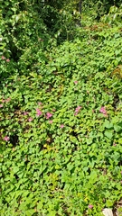 Lophospermum erubescens