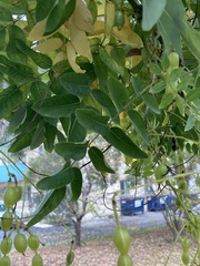 Styphnolobium