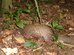 Phataginus tricuspis