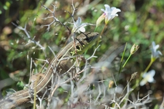 Lacerta trilineata