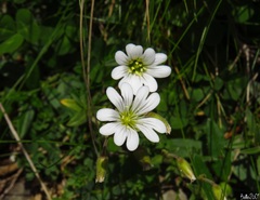 Cerastium alpinum