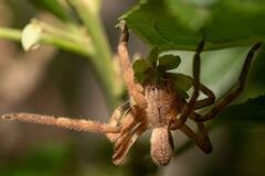 Palystes superciliosus