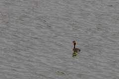 Podiceps cristatus australis