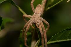 Palystes superciliosus