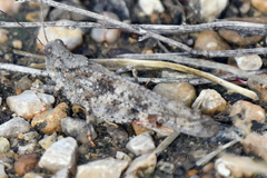 Trimerotropis maritima