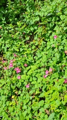 Lophospermum erubescens