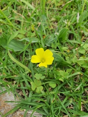 Oxalis compressa
