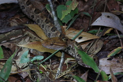 Protobothrops mucrosquamatus