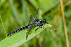 Hylogomphus adelphus