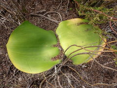 Haemanthus sanguineus