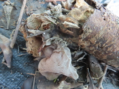 Auricularia auricula-judae