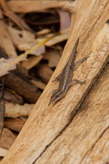 Cryptoblepharus pannosus