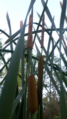 Typhaceae