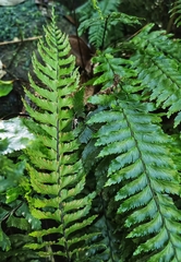 Hymenasplenium pubirhizoma