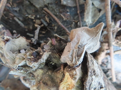 Auricularia auricula-judae