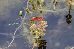 Xanthagrion erythroneurum