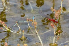 Xanthagrion erythroneurum
