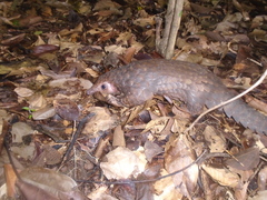 Phataginus tricuspis