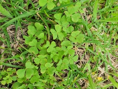 Oxalis compressa