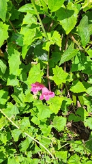 Lophospermum erubescens