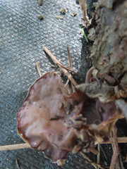 Auricularia auricula-judae