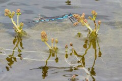 Austrolestes annulosus