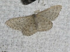 Idaea philocosma
