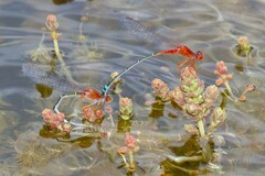 Xanthagrion erythroneurum